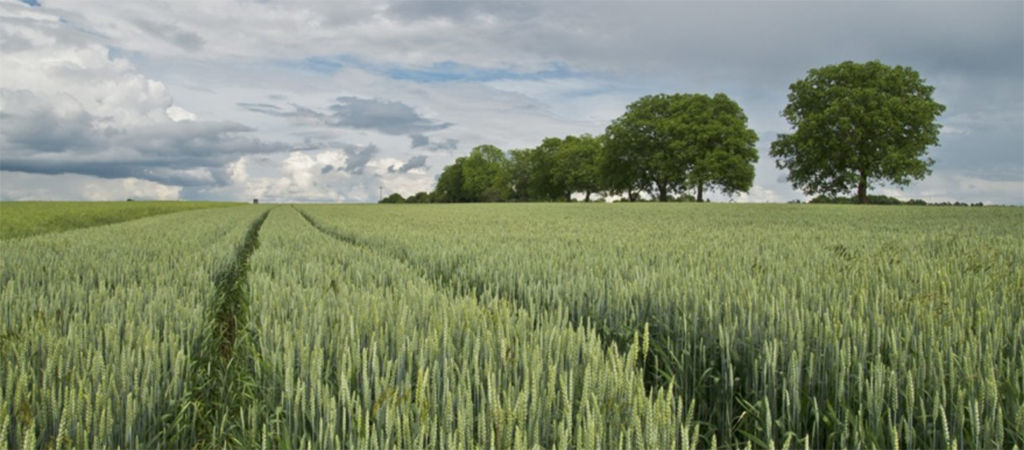 winter cereal field